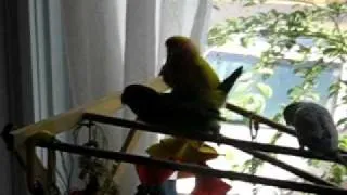 Lovebirds Mating-Paulie & Sunny