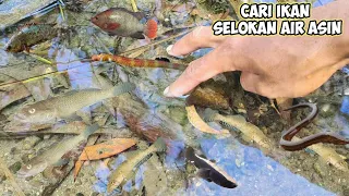 SELOKAN AIR ASIN INI MENYIMPAN BANYAK IKAN AIR ASIN