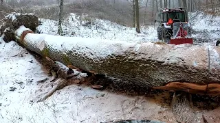 A huge oak with a diameter of 1 meter, First logging with a new Tajfun 8.5t winch, Amles, Stihl,