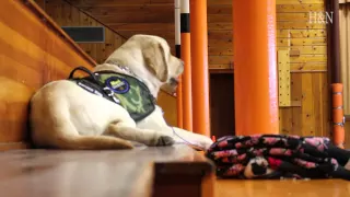 Service dog keeps young student healthy