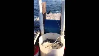 Two ways to set halibut trawls.  Longlining for halibut