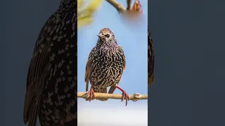 European Starling Bird | Can Mimic Any Sound
