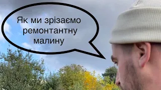 Як зрізати РЕМОНТАНТНУ МАЛИНУ❓Як ми це робимо😉