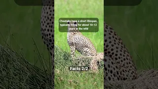 Interesting Facts About Cheetahs #10 #shorts