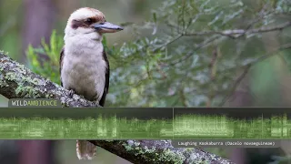 Kookaburra Sound & Calls - The iconic sound of a Laughing Kookaburra calling in the Aussie bush.