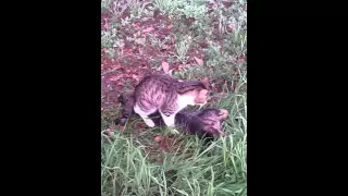 Cat mating with a freshly run over cat