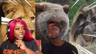 THESE ANIMALS ARE RUTHLESS! 🔥Top 10 Animals with Black Air Force Energy Casual Geographic REACTION!