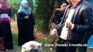 UOG (University of Gujrat Sialkot campus) zoological pet show 2017, winner dogs