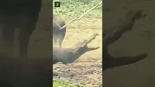 Crocodile vs Wild Pig - Credits: unknown 🎥