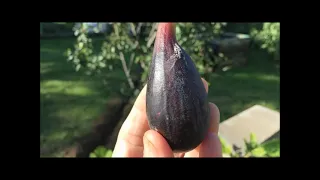 France. Figs . Инжир. Ответы на вопросы по различным сортам.