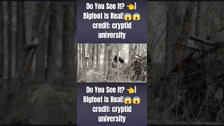 Do You See It??👈| #Bigfoot Is Real!!!😱😱😱| #Yeti #Sasquatch #Cryptid #Wildman #Yawe