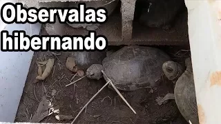 ▷ Tortugas Hibernando, Como es la Hibernación de las Tortugas