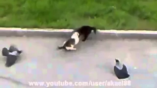 Epic Cat Fight (cat's horror) Crows vs Cat vs Cat Street Fight