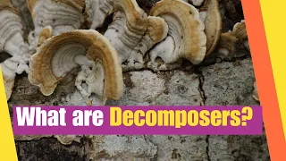 What are Decomposers? Learn about the role of decomposers in nature | Science Video for Kids
