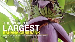 The world's largest banana genebank