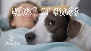 Céline Dion - Heart of Glass (MV) ft. Cute Dogs