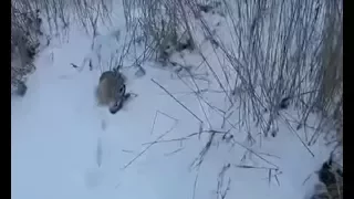 Hunting for a hare in winter by tracing through the snow