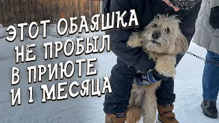 Спасение животных / Чебурашка надолго не задержался / Привезли собачку с переломом грудных позвонков