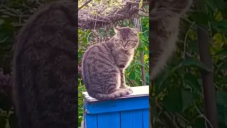 кіт Сірьожа прийшов в гості