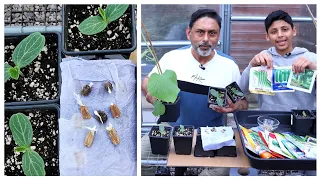 Fastest Method To Sprout Gourd Seeds (kitchen Tissue Seeds Germination)