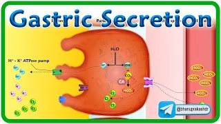 Gastric Secretion Physiology Animation : USMLE Step 1