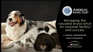 Managing the Valuable Brood Female for Maximal Fertility and Success | Purina Pro Club