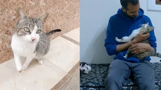 Story of a Two-Legged Cat who Fell in Love with her Rescuer.