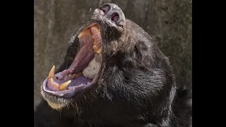 This Black Bear Killed Ward O'Connor While He Slept By His Campfire