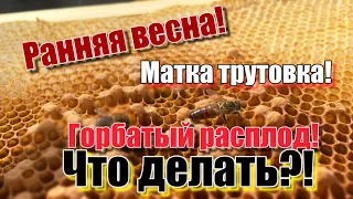 Матка трутовка! Ранняя весна! Как исправить!? Что делать!?