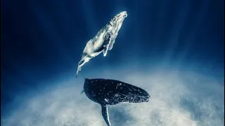 Whale Quantum Shifting Ascension Light Language Activation