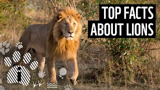 Top facts about lions | WWF