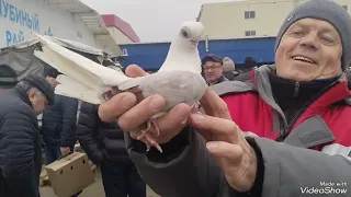 06.04.24 Большая Сборная Ярмарка Голубей. Москва. часть 3