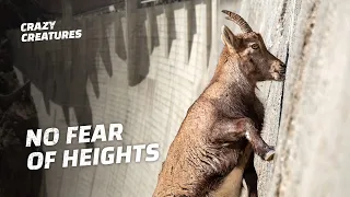 Ibex Risk Their Lives Climbing Nearly Vertical Walls
