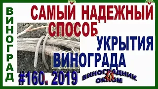 🍇 КАК УКРЫТЬ ВИНОГРАД НА ЗИМУ. 30 летний ОПЫТ. САМЫЙ ПРОСТОЙ СПОСОБ. Укрытие винограда землей.