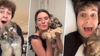 DAVID DOBRIK’S NEW PUPPY COMPILATION!