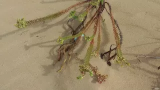 Dunas de Corralejo  (Fuerteventura, Islas Canarias)