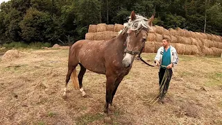 ЖЕРЕБЦІ НА ПРОДАЖУ КОНІ В УКРАЇНІ/ КОНІ ВАГОВОЗИ/STALLIONS FOR SALE