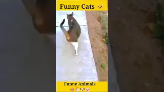 OMG😱 || 64K Cat's😸 Animals Video || Cute And Funny Cat🙀 Video #3 || Funny Animals || #shorts