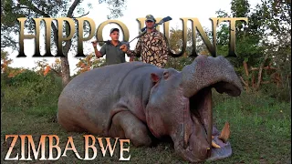 Hippo in Zimbabwe