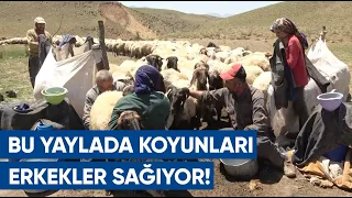 Bu Yaylada Koyunları Erkekler Sağıyor! Göçerler Muş'un Serin Yaylalarında | AGRO TV Haber