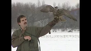 Faszination Beizjagd - Das Zusammenspiel von Mensch, Habicht und Hund  (Alte Jagd-Doku von Season)