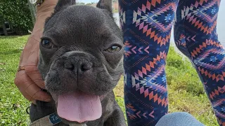 This is hilarious ,my frenchie attacking a basket #frenchbulldog #dog #puppy #bluefrenchie #doglover