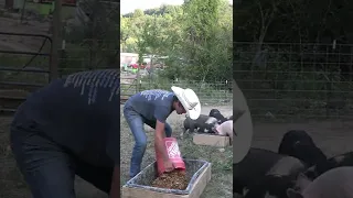 Build a Pig feeder trough - With concrete mixing tub DIY