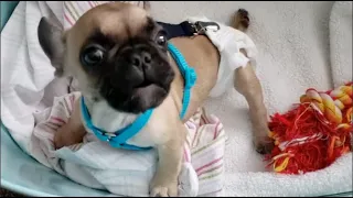 Tiny Frenchie starts the morning with a series of requests that are difficult to satisfy