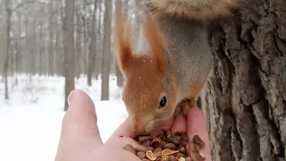 Кормлю Того Самого бельчонка / I'm Feeding That squirrel