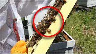 Beekeeping - How Did The Splits Turn Out?