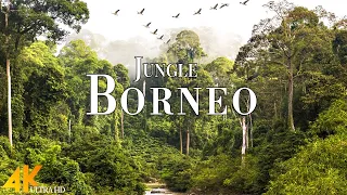 Borneo Jungle 4K - Amazing Tropical Rainforest In Asia | Scenic Relaxation Film with Calming Music