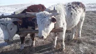 Кастрат бычки . Наш Трахтор