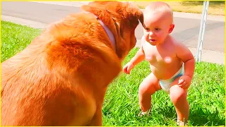 Try Not To Laugh Funny Baby and Pets Compilation - Funny Angels