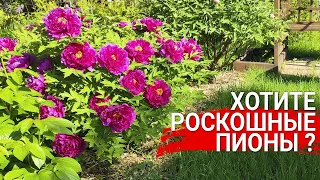 Хотите роскошные пионы  - все тонкости посадки